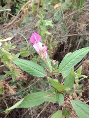 Impatiens glandulifera