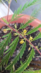 Chamaecrista