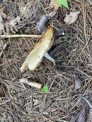 Suillus placidus