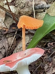 Entoloma quadratum