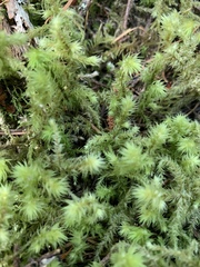 Racomitrium elongatum