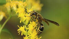 Ancistrocerus antilope