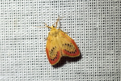 Miltochrista miniata