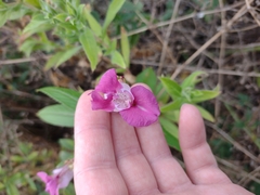 Impatiens glandulifera