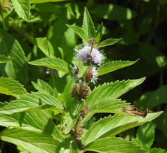 Mentha canadensis