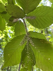 Grylloprociphilus imbricator