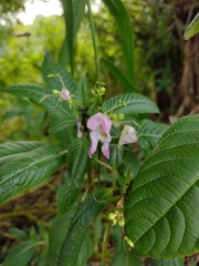 Impatiens glandulifera