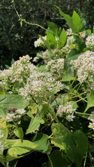 Mikania scandens