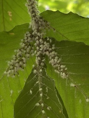 Grylloprociphilus imbricator