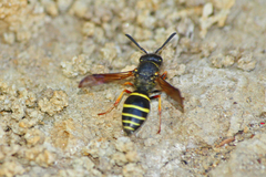 Odynerus spinipes