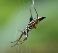 Micrathena sagittata