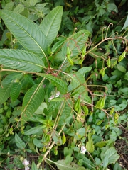 Impatiens glandulifera