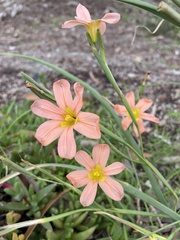 Moraea miniata