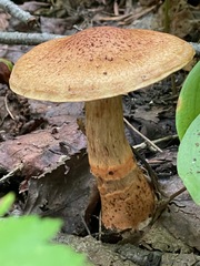 Cortinarius armillatus