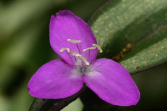 Tradescantia zebrina