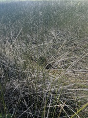 Juncus roemerianus