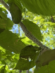 Grylloprociphilus imbricator