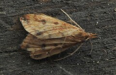 Pyrausta subsequalis