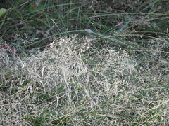 Agrostis capillaris