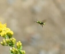 Augochlorella aurata