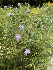 Symphyotrichum novae-angliae