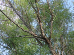 Salix nigra