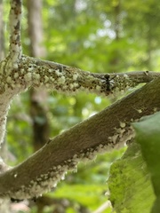 Grylloprociphilus imbricator