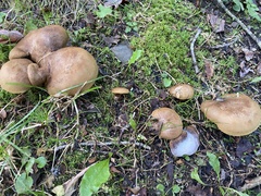 Boletinellus merulioides