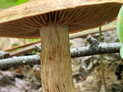 Cortinarius armillatus