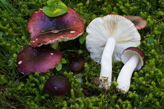 Russula atrorubens