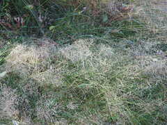 Agrostis capillaris