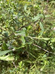 Symphyotrichum novae-angliae