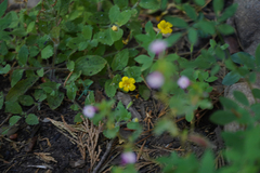 Erythranthe moschata