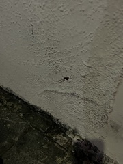 Latrodectus