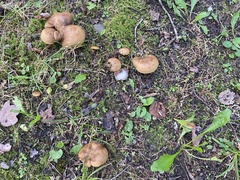 Boletinellus merulioides