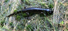 Ambystoma tigrinum