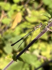 Chalcolestes viridis