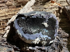Camarops petersii