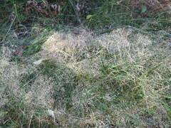 Agrostis capillaris