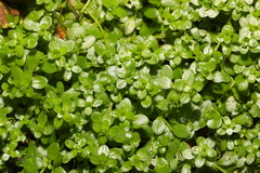 Callitriche