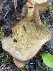 Boletinellus merulioides