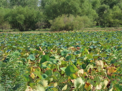 Nelumbo lutea