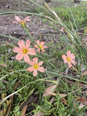 Moraea miniata