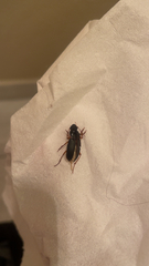 Pseudoophonus