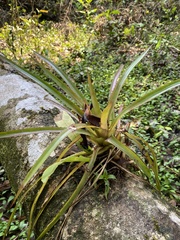 Bromelioideae