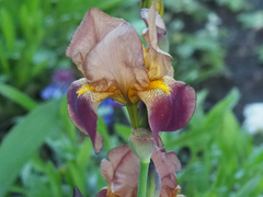 Iris aphylla
