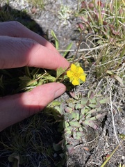 Potentilla grayi