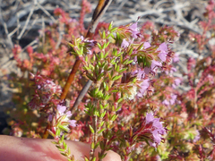 Erica glabella
