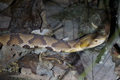 Agkistrodon contortrix