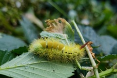 Calliteara pudibunda